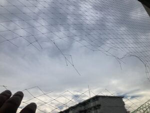 ハトネット